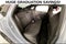 2024 Honda Civic Si Base